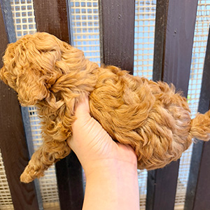 タイニープードルのレッドの男の子|2025年11月7日生まれ|No.11004|画像1枚目