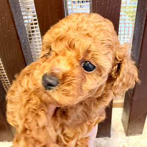 タイニープードルのレッドの男の子|2025年11月7日生まれ|No.11004|画像2枚目