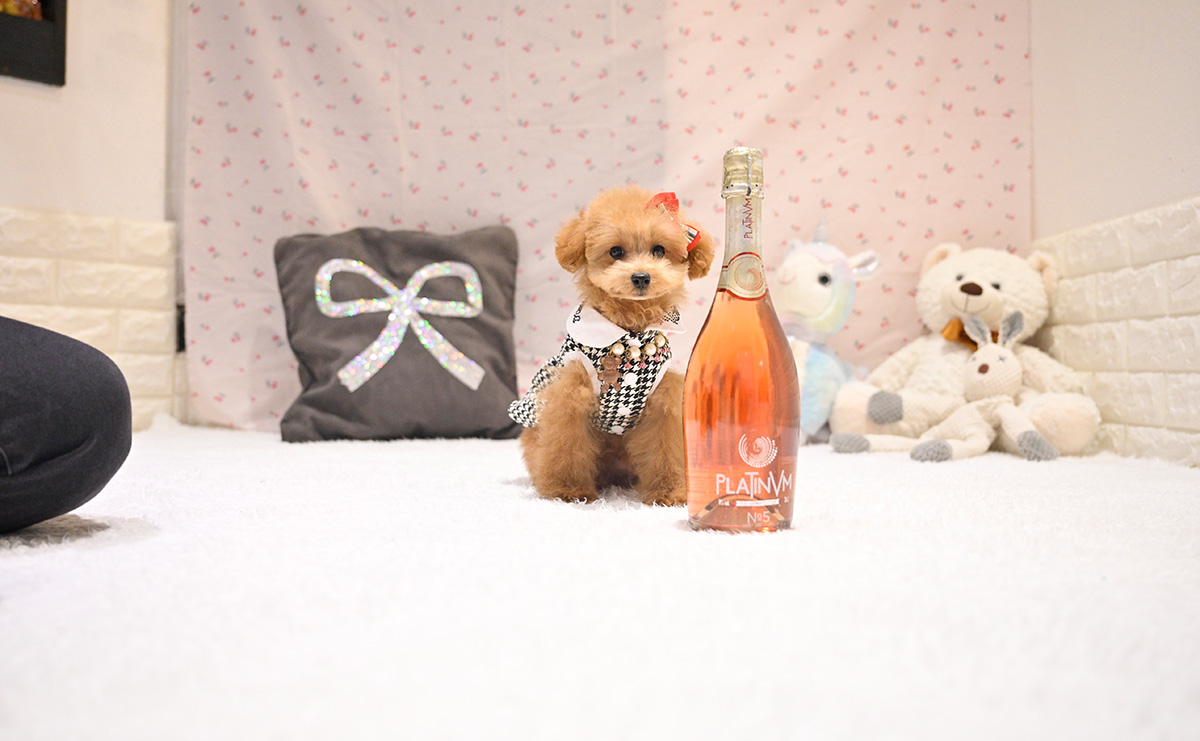 タイニープードルのレッドの女の子|2025年9月8日生まれ|No.11017|画像1枚目