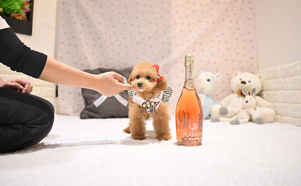 タイニープードルのレッドの女の子|2025年9月8日生まれ|No.11017|画像2枚目