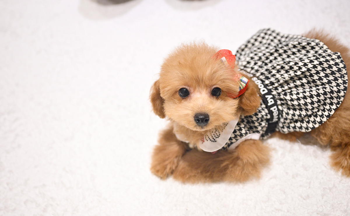 タイニープードルのレッドの女の子|2025年9月8日生まれ|No.11017|画像0枚目