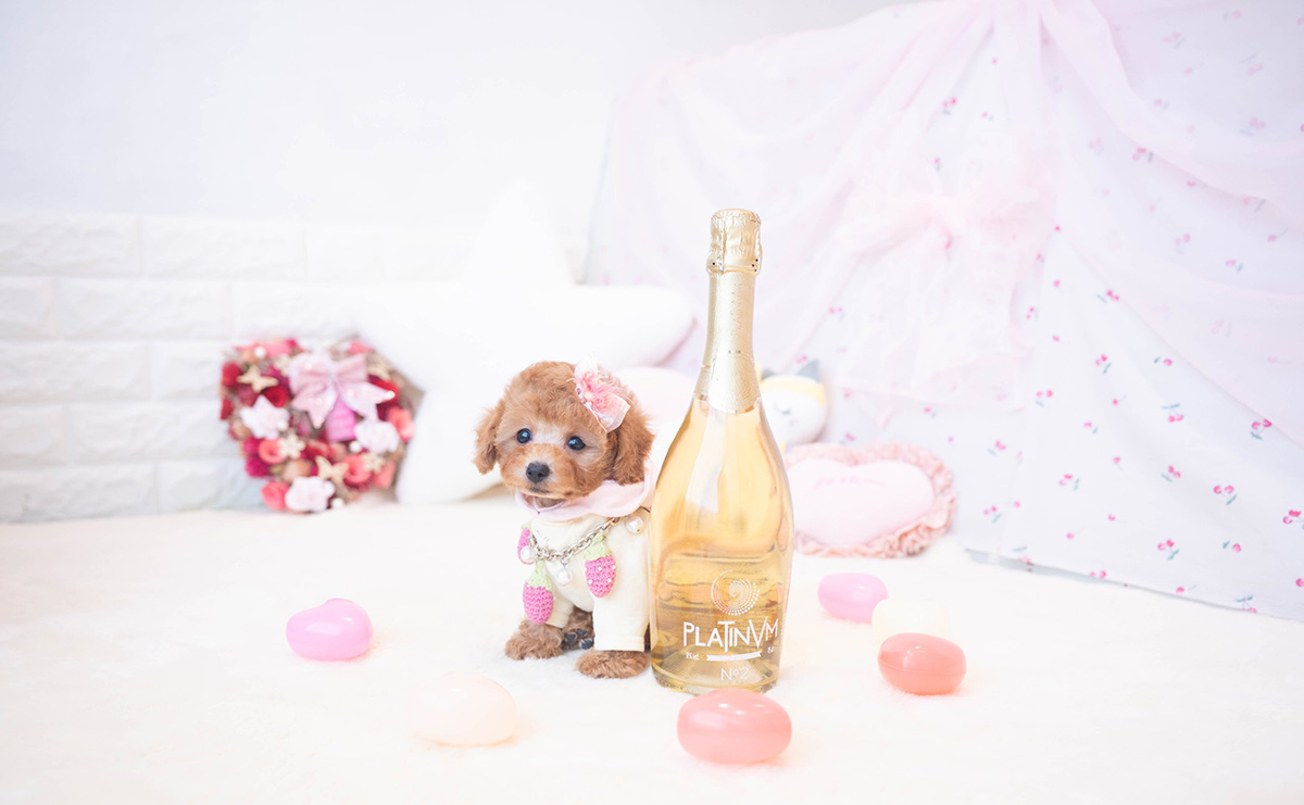 タイニープードルのレッドの女の子|2025年10月25日生まれ|No.11016|画像2枚目