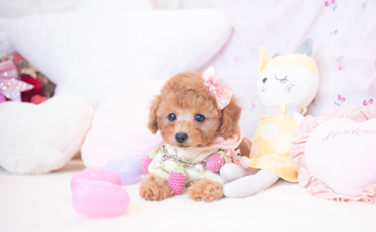 タイニープードルのレッドの女の子|2025年10月25日生まれ|No.11016|画像1枚目