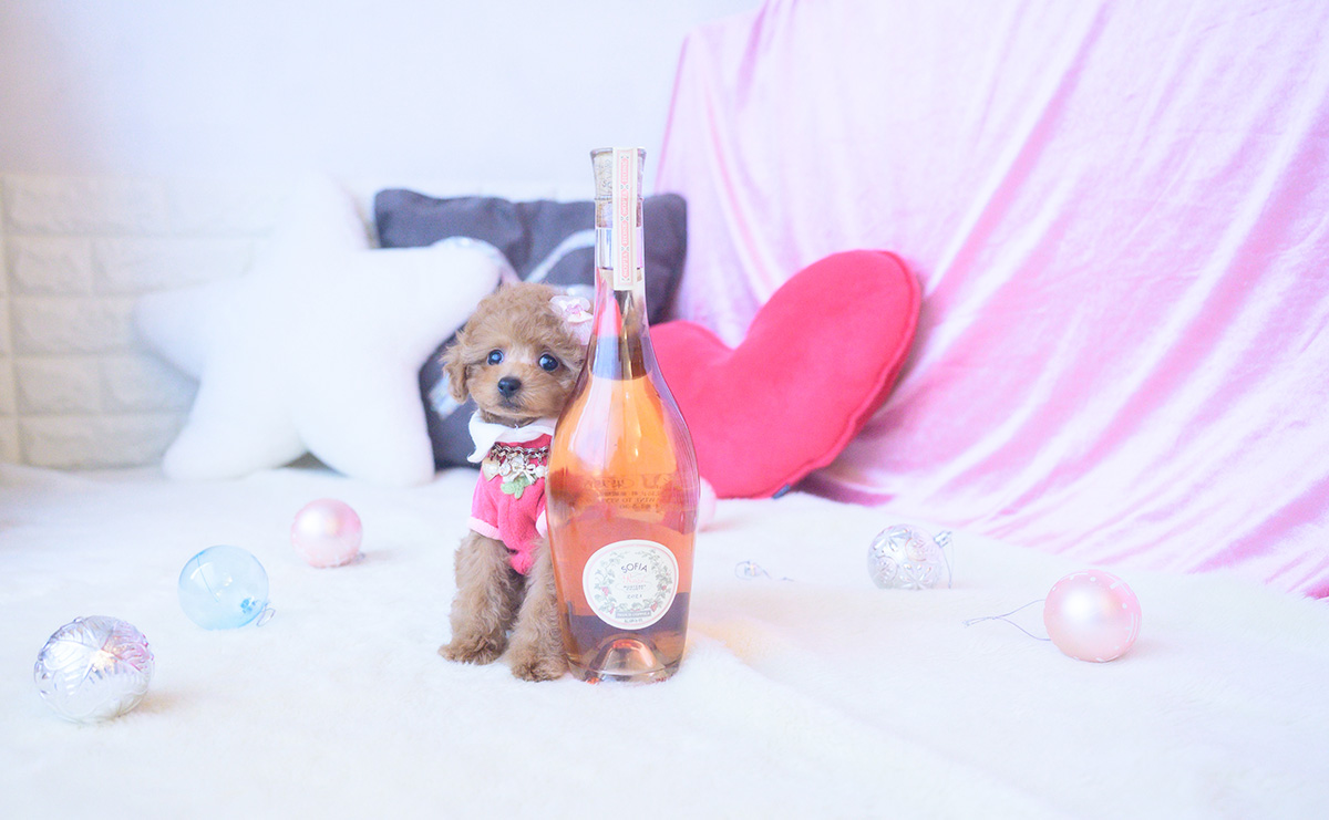 タイニープードルのレッドの女の子|2025年10月25日生まれ|No.11024|画像0枚目