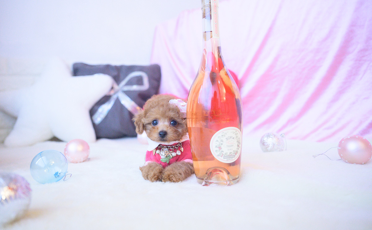 タイニープードルのレッドの女の子|2025年10月25日生まれ|No.11024|画像1枚目