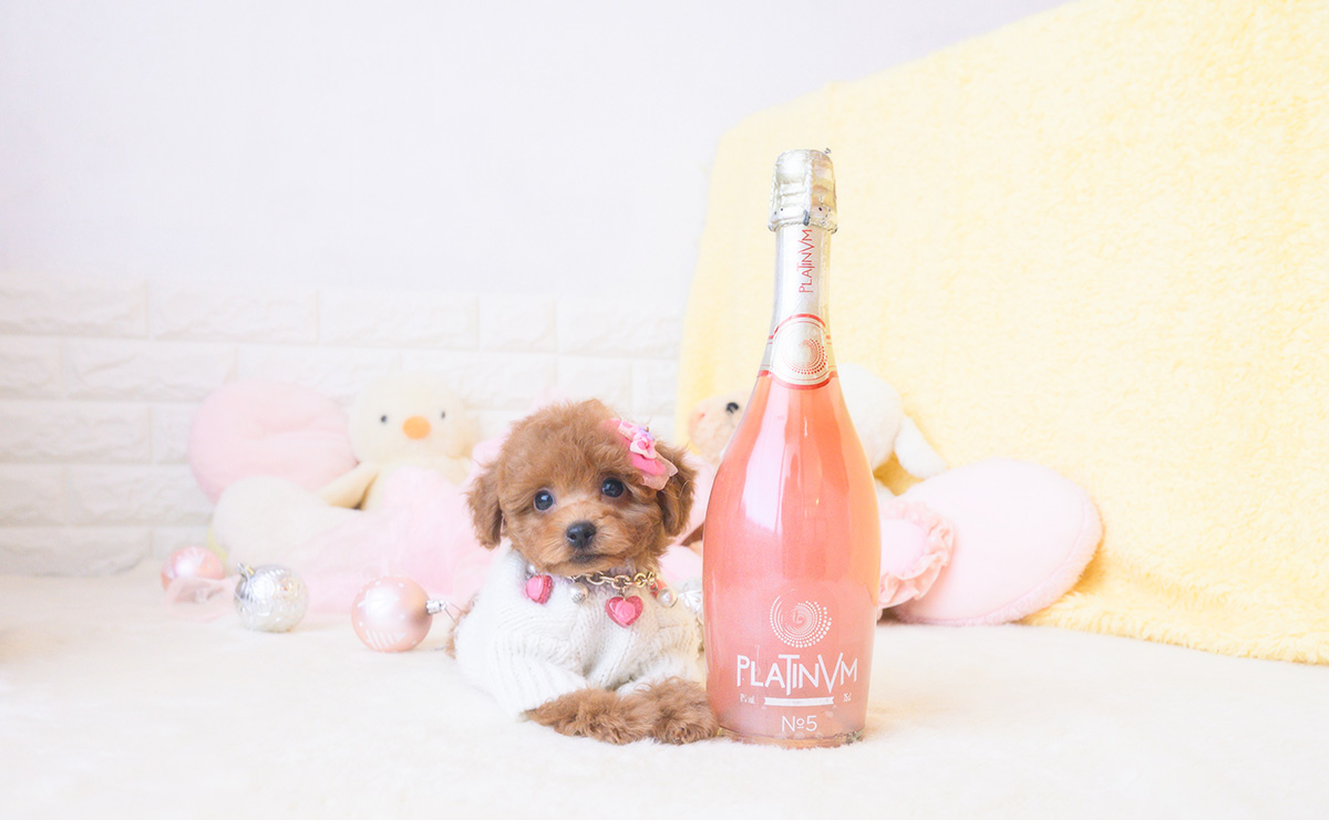 タイニープードルのレッドの女の子|2025年10月25日生まれ|No.11028|画像0枚目