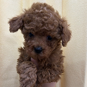 タイニープードルのレッドの女の子|2025年11月22日生まれ|No.11047|画像0枚目