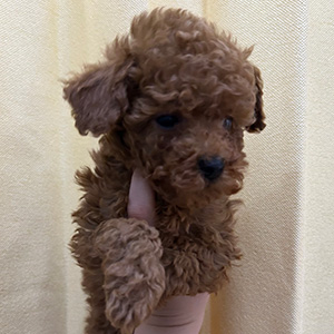 タイニープードルのレッドの女の子|2025年11月22日生まれ|No.11047|画像1枚目