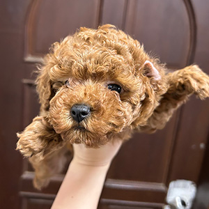 トイプードルのレッドの女の子|2025年11月22日生まれ|No.11049|画像0枚目