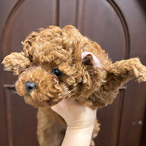 トイプードルのレッドの女の子|2025年11月22日生まれ|No.11049|画像1枚目