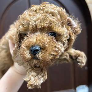 トイプードルのレッドの女の子|2025年11月22日生まれ|No.11049|画像2枚目