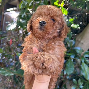 タイニープードルのレッドの男の子|2025年11月15日生まれ|No.11050|画像1枚目
