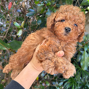 タイニープードルのレッドの男の子|2025年11月15日生まれ|No.11050|画像0枚目