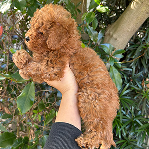 タイニープードルのレッドの男の子|2025年11月15日生まれ|No.11050|画像2枚目