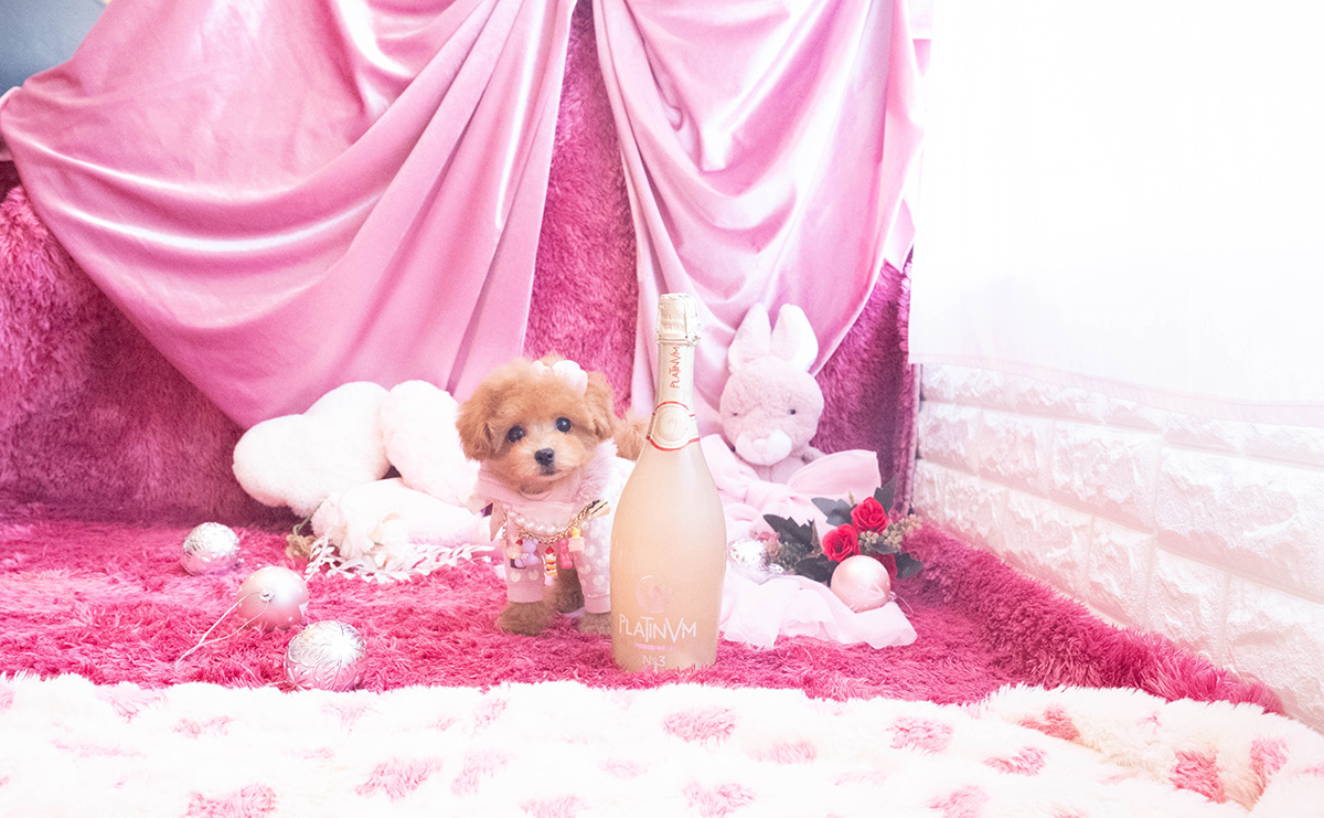 タイニープードルのレッドの女の子|2025年10月25日生まれ|No.11048|画像2枚目