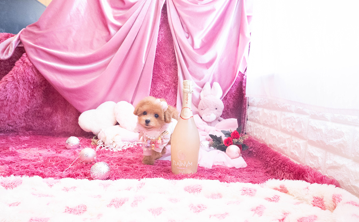 タイニープードルのレッドの女の子|2025年10月25日生まれ|No.11048|画像3枚目