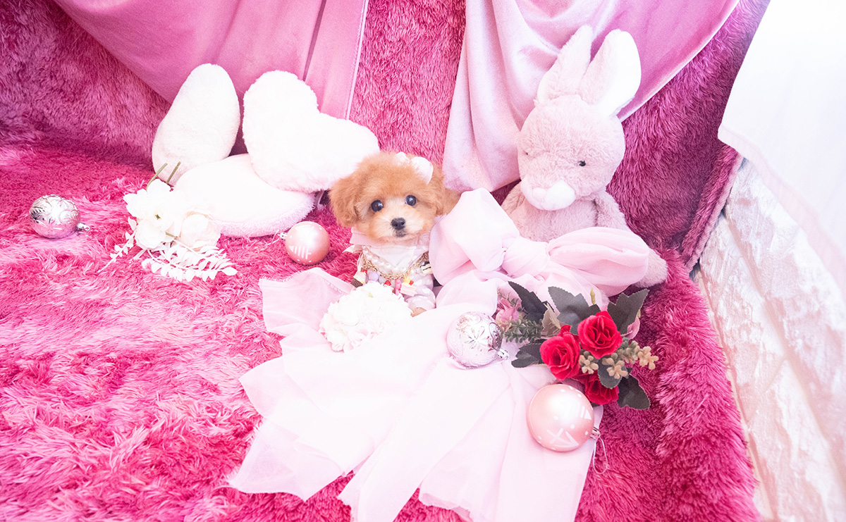 タイニープードルのレッドの女の子|2025年10月25日生まれ|No.11048|画像0枚目