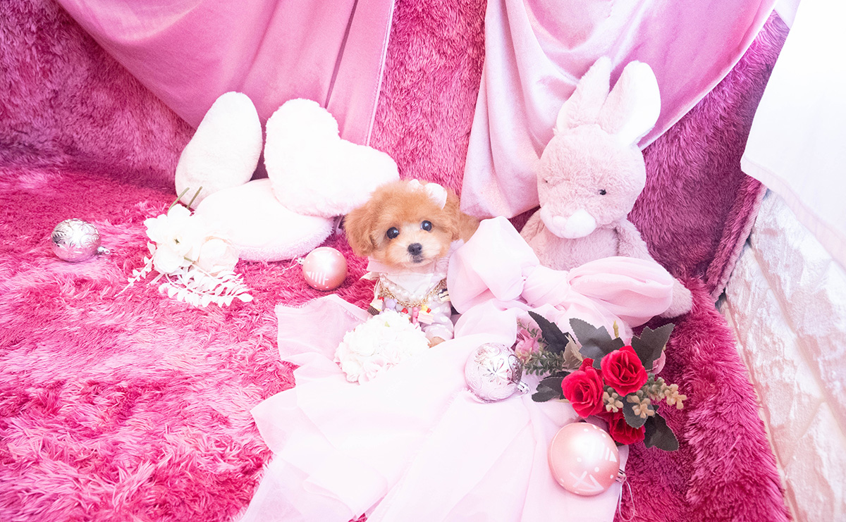 タイニープードルのレッドの女の子|2025年10月25日生まれ|No.11048|画像1枚目