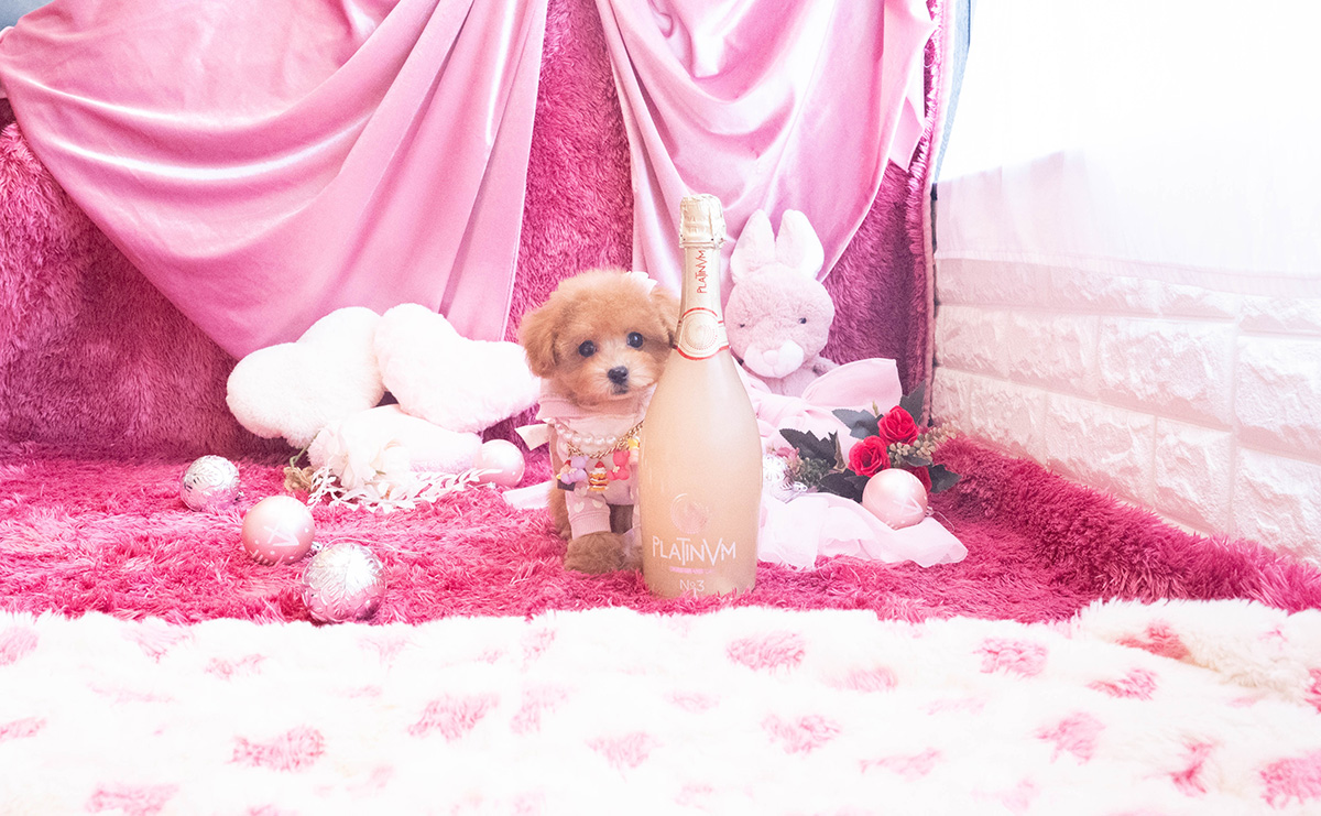 タイニープードルのレッドの女の子|2025年10月25日生まれ|No.11048|画像5枚目