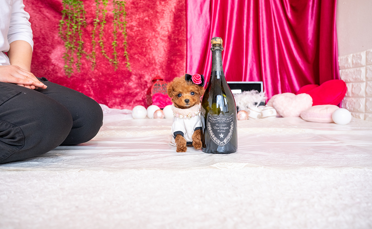 ティーカッププードルのレッドの女の子|2025年11月26日生まれ|No.11078|画像1枚目