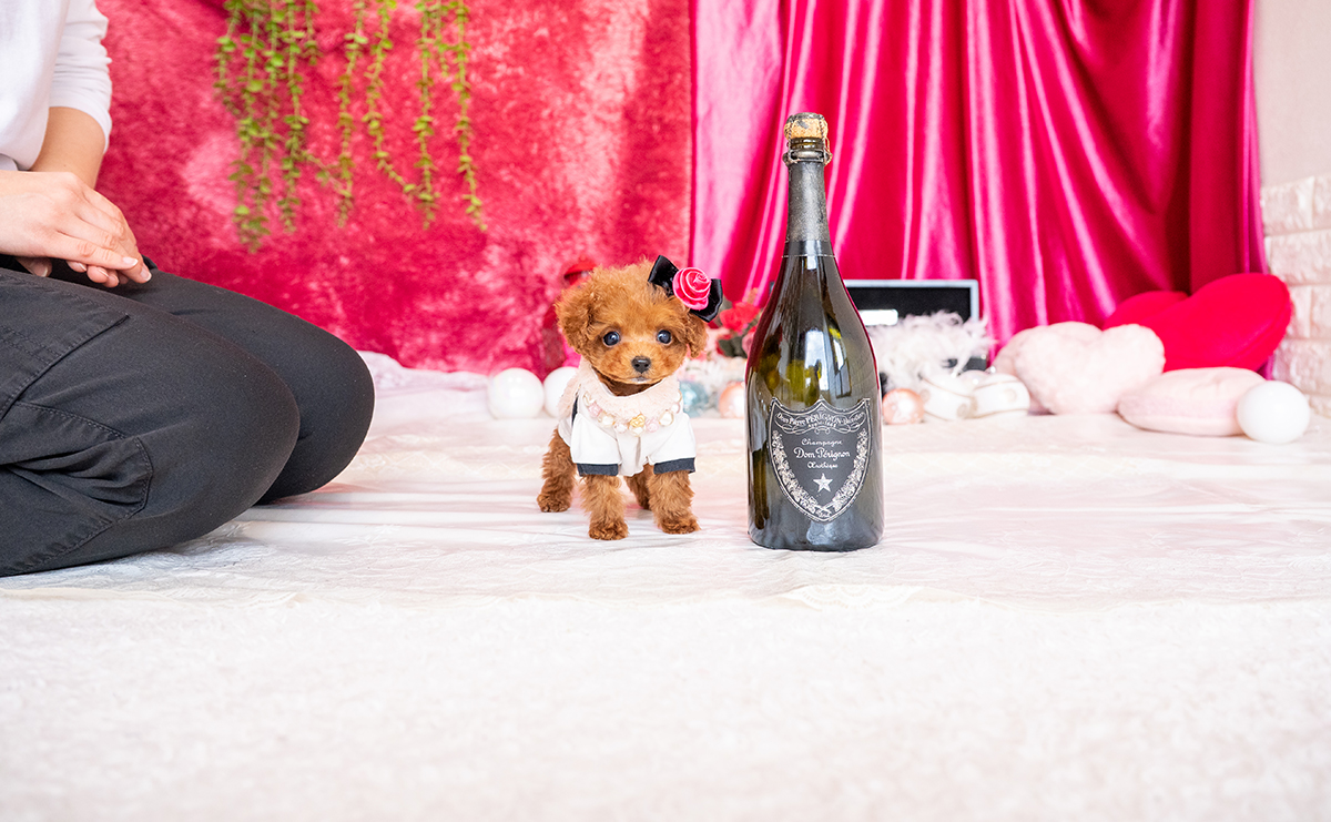 ティーカッププードルのレッドの女の子|2025年11月26日生まれ|No.11078|画像2枚目