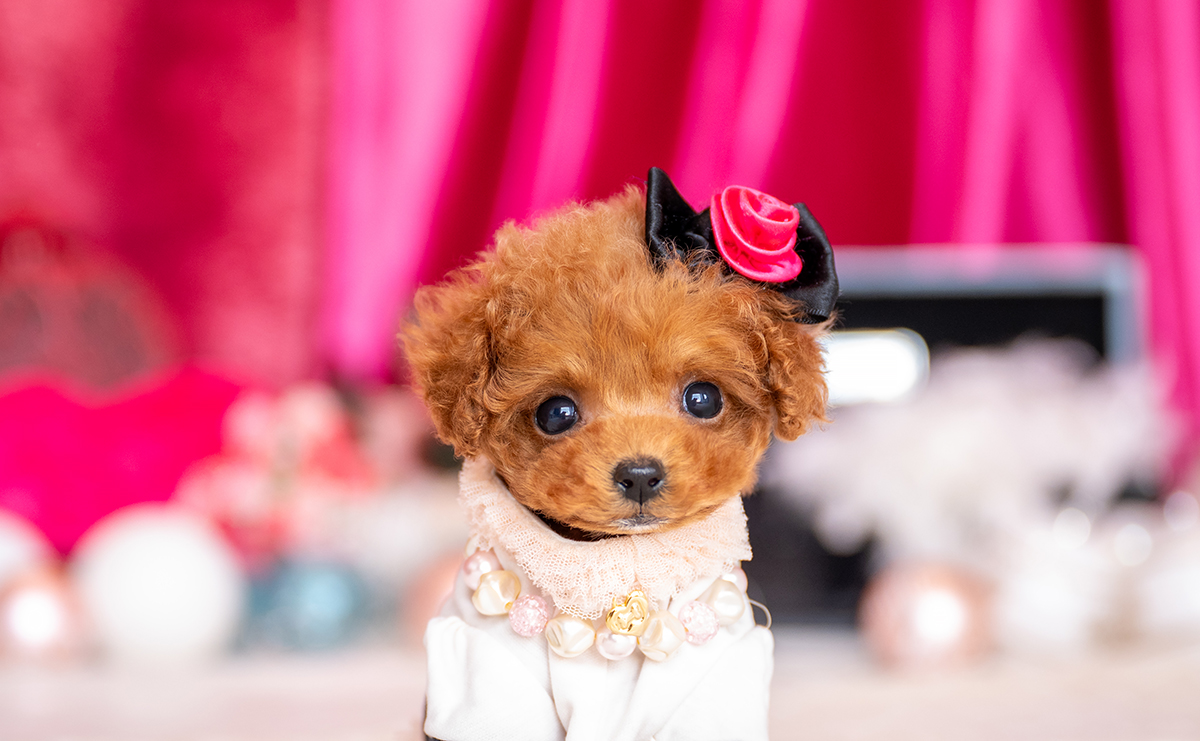 ティーカッププードルのレッドの女の子|2025年11月26日生まれ|No.11078|画像0枚目