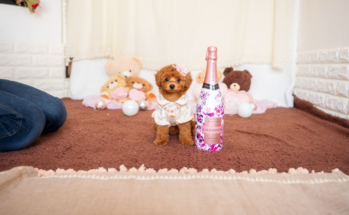 トイプードルのレッドの女の子|2025年12月3日生まれ|No.11080|画像2枚目