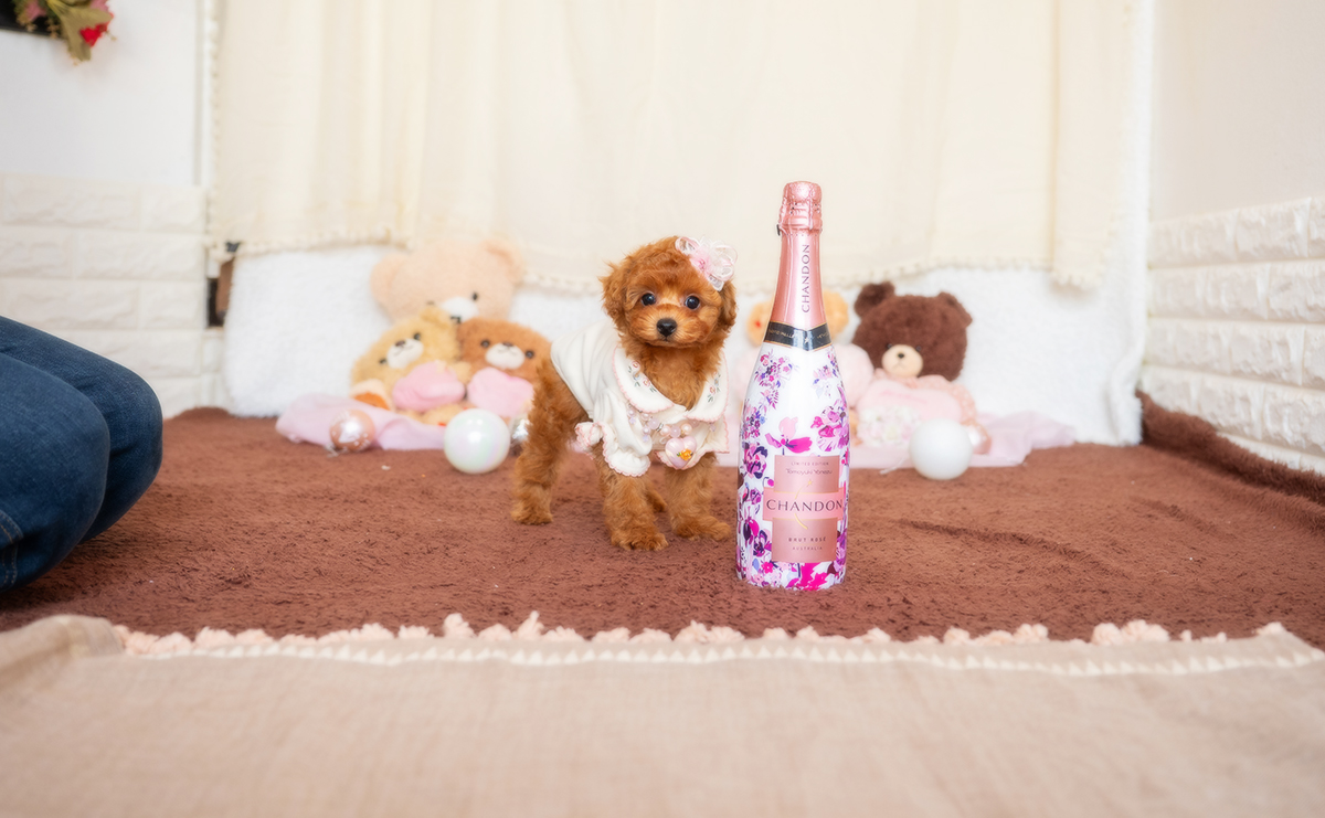 トイプードルのレッドの女の子|2025年12月3日生まれ|No.11080|画像3枚目