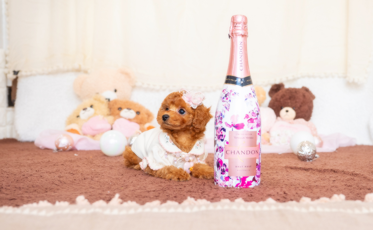 トイプードルのレッドの女の子|2025年12月3日生まれ|No.11080|画像4枚目