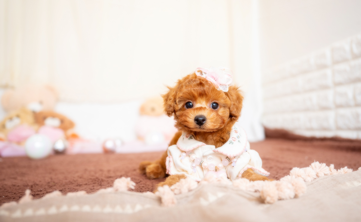 トイプードルのレッドの女の子|2025年12月3日生まれ|No.11080|画像1枚目