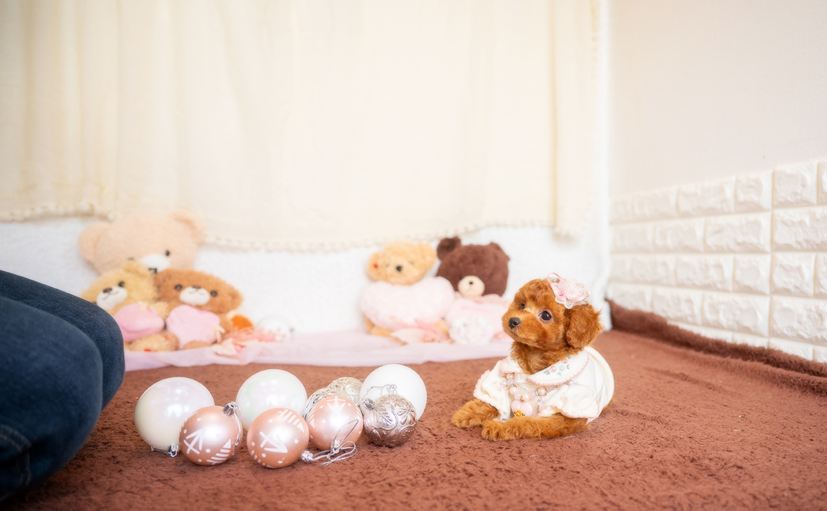 トイプードルのレッドの女の子|2025年12月3日生まれ|No.11080|画像6枚目