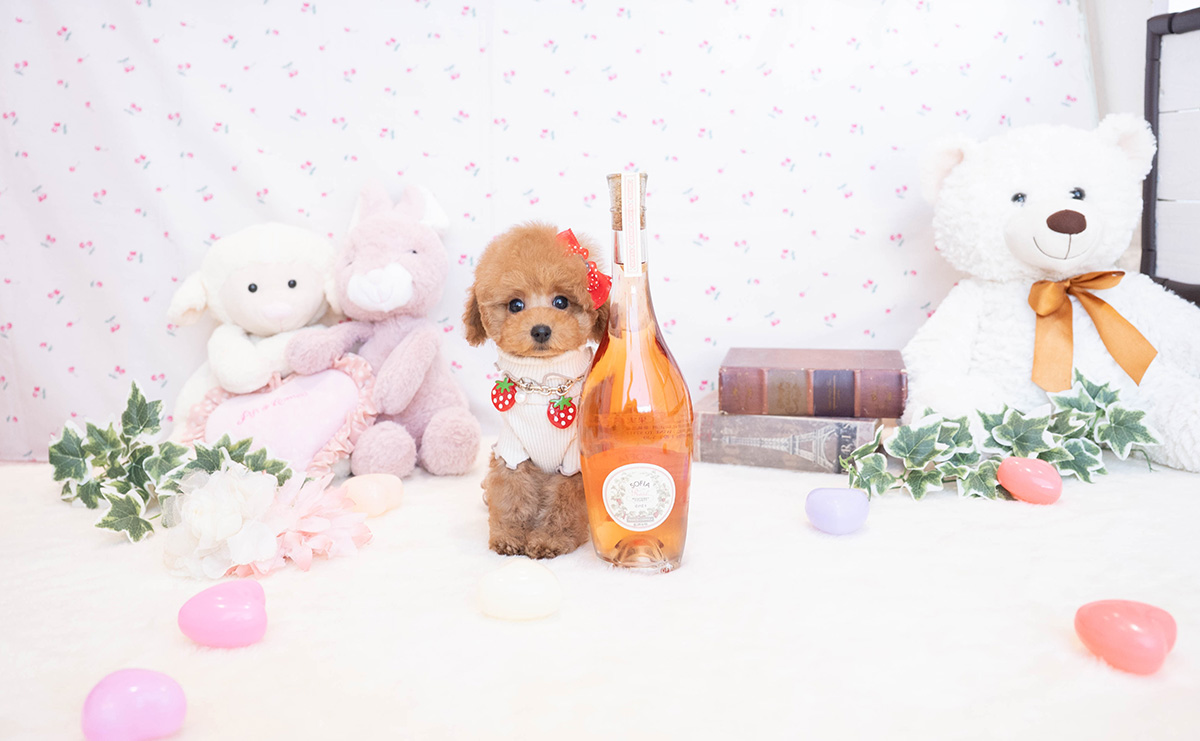 タイニープードルのレッドの女の子|2025年11月17日生まれ|No.11081|画像1枚目