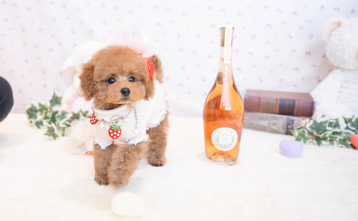 タイニープードルのレッドの女の子|2025年11月17日生まれ|No.11081|画像3枚目