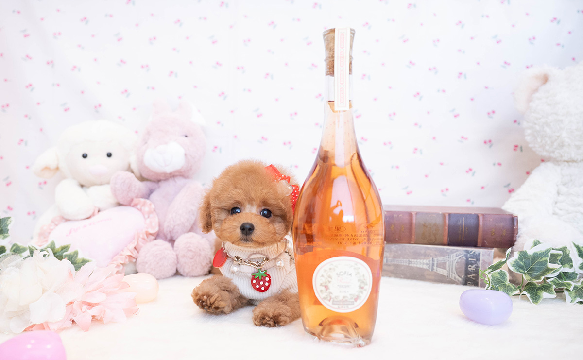 タイニープードルのレッドの女の子|2025年11月17日生まれ|No.11081|画像5枚目