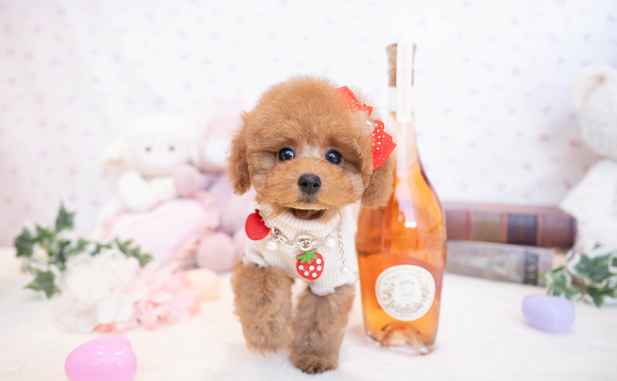 タイニープードルのレッドの女の子|2025年11月17日生まれ|No.11081|画像6枚目