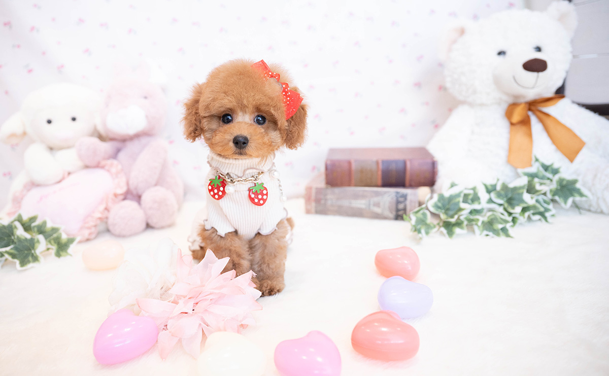 タイニープードルのレッドの女の子|2025年11月17日生まれ|No.11081|画像7枚目