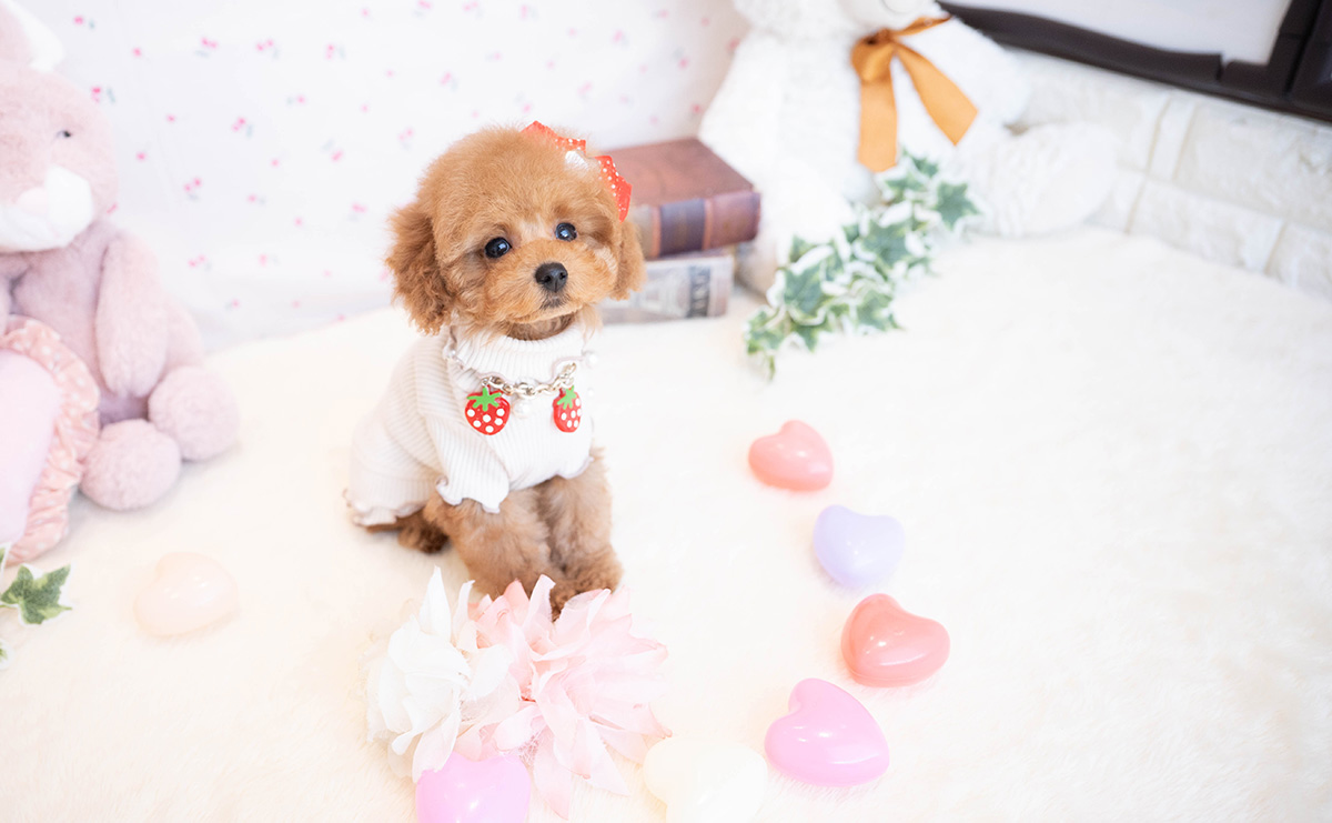 タイニープードルのレッドの女の子|2025年11月17日生まれ|No.11081|画像8枚目