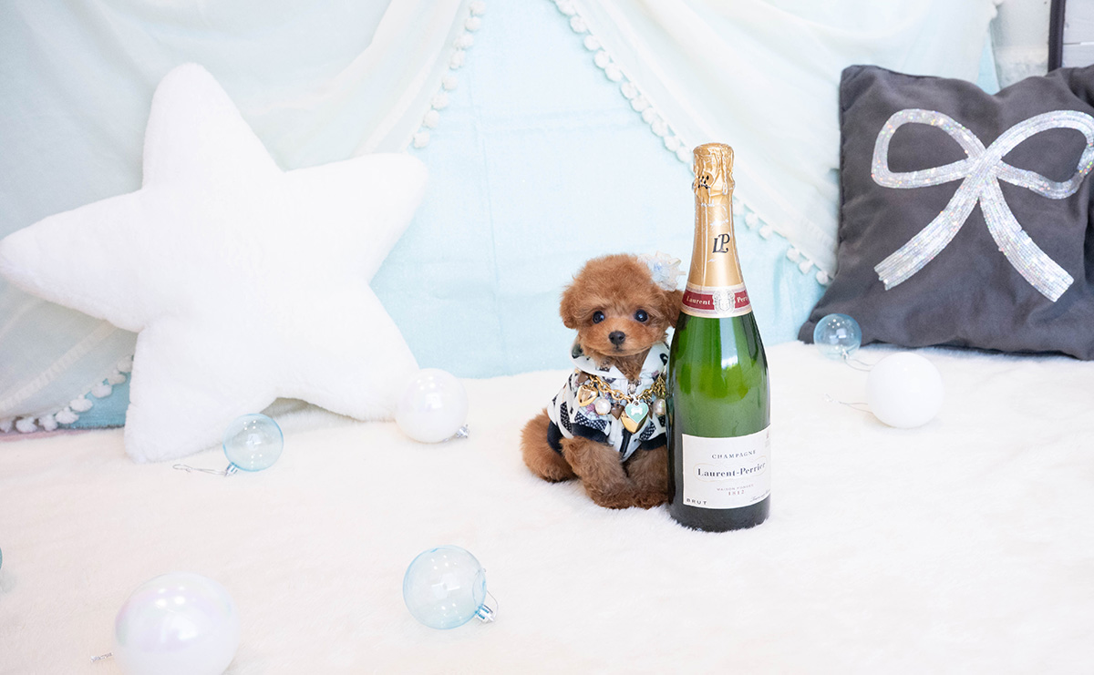 ティーカッププードルのレッドの男の子|2025年11月30日生まれ|No.11083|画像2枚目