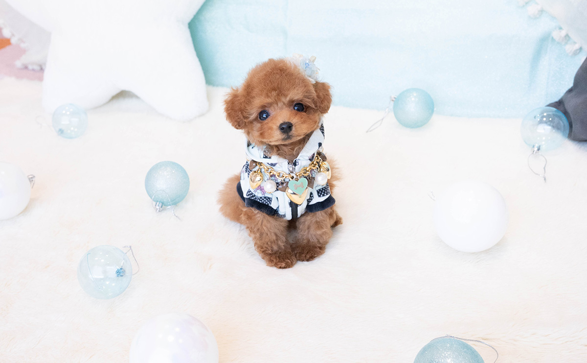 ティーカッププードルのレッドの男の子|2025年11月30日生まれ|No.11083|画像3枚目