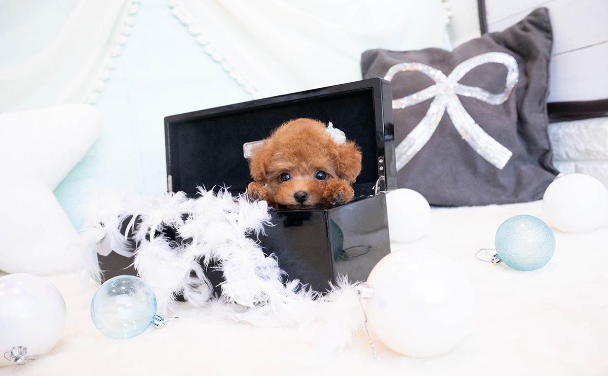 ティーカッププードルのレッドの男の子|2025年11月30日生まれ|No.11083|画像4枚目