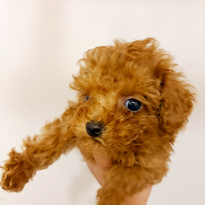 タイニープードルのレッドの男の子|2025年12月5日生まれ|No.11086|画像0枚目