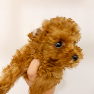 タイニープードルのレッドの男の子|2025年12月5日生まれ|No.11086|画像1枚目