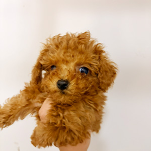 タイニープードルのレッドの男の子|2025年12月5日生まれ|No.11086|画像2枚目