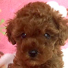 タイニープードルのレッドの男の子(2025年12月23日生まれ)