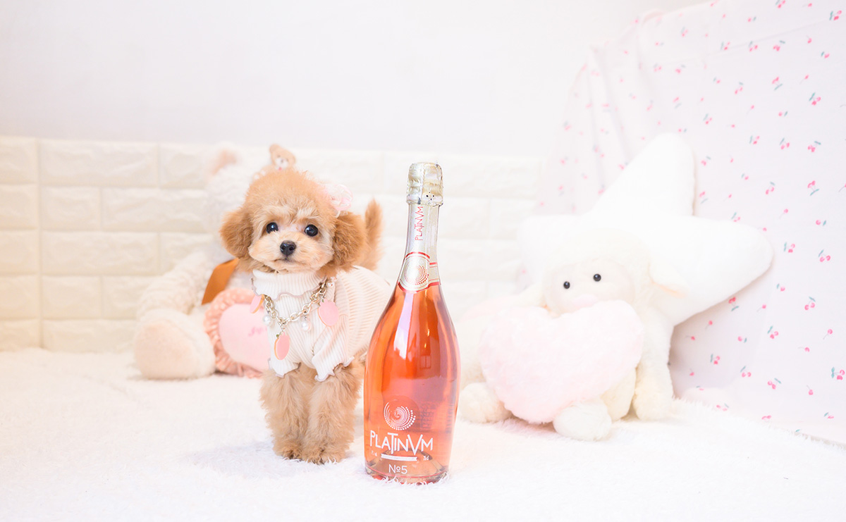 タイニープードルのレッドの女の子|2025年11月23日生まれ|No.11105|画像2枚目