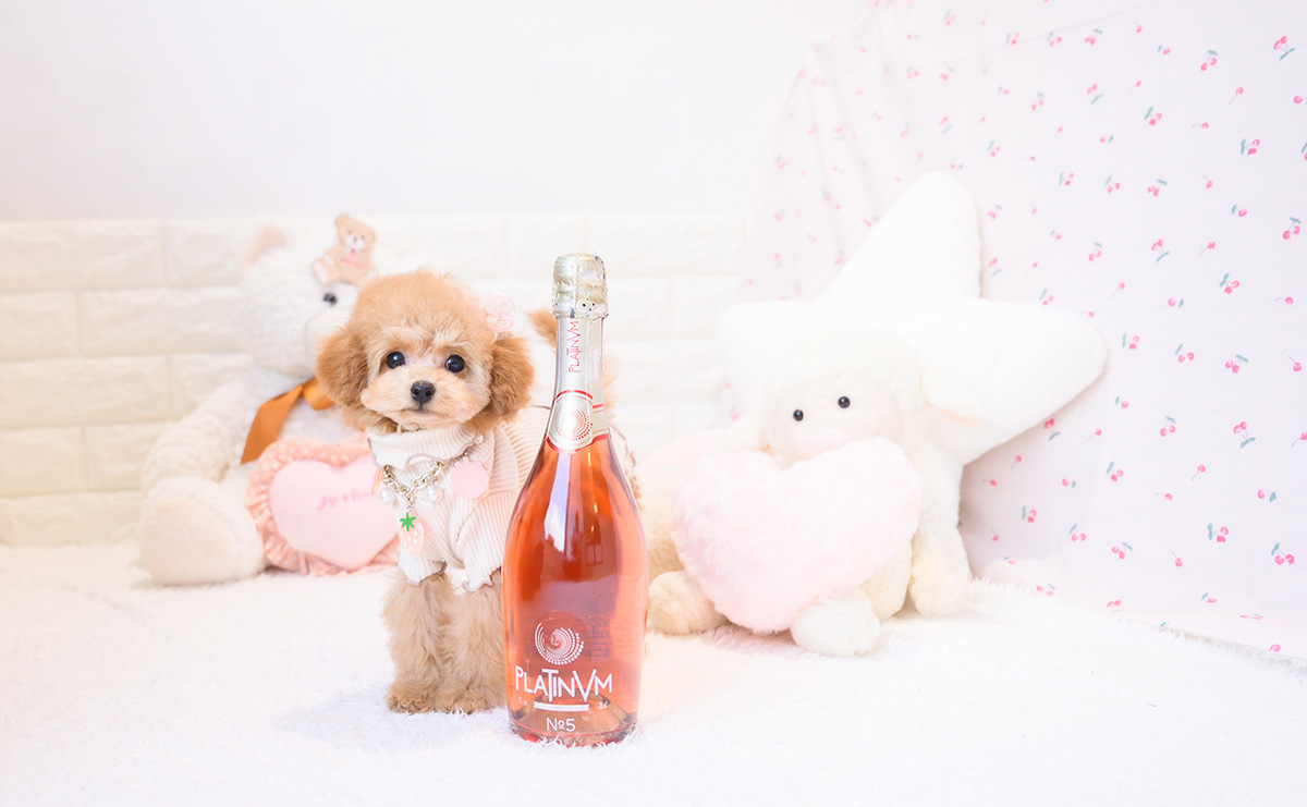 タイニープードルのレッドの女の子|2025年11月23日生まれ|No.11105|画像3枚目