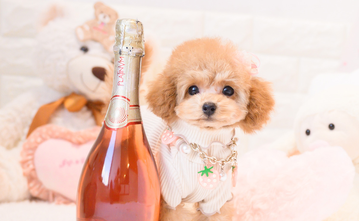 タイニープードルのレッドの女の子|2025年11月23日生まれ|No.11105|画像0枚目