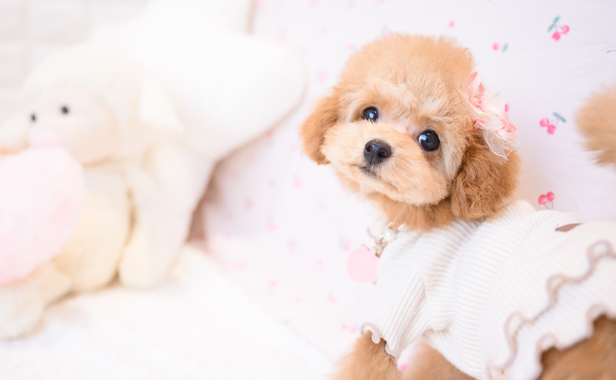 タイニープードルのレッドの女の子|2025年11月23日生まれ|No.11105|画像4枚目