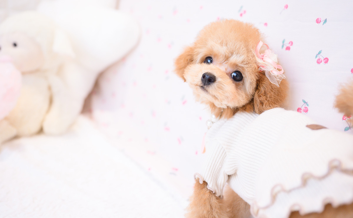 タイニープードルのレッドの女の子|2025年11月23日生まれ|No.11105|画像5枚目