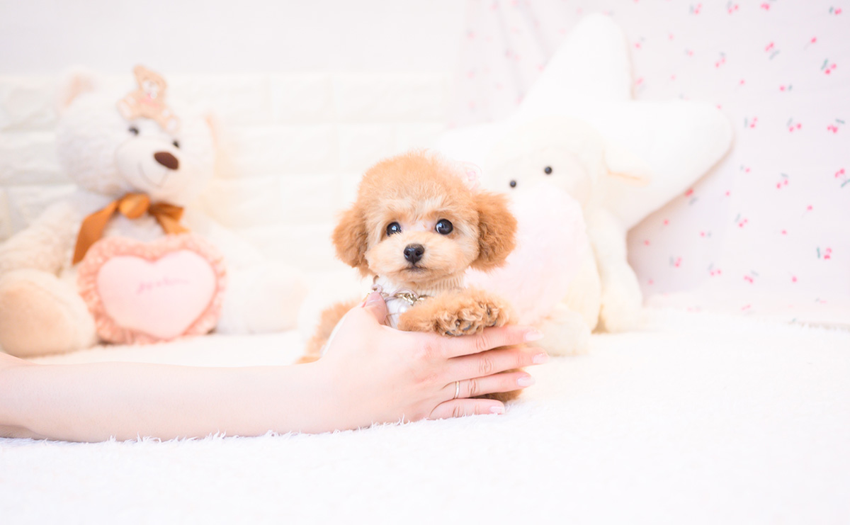 タイニープードルのレッドの女の子|2025年11月23日生まれ|No.11105|画像6枚目